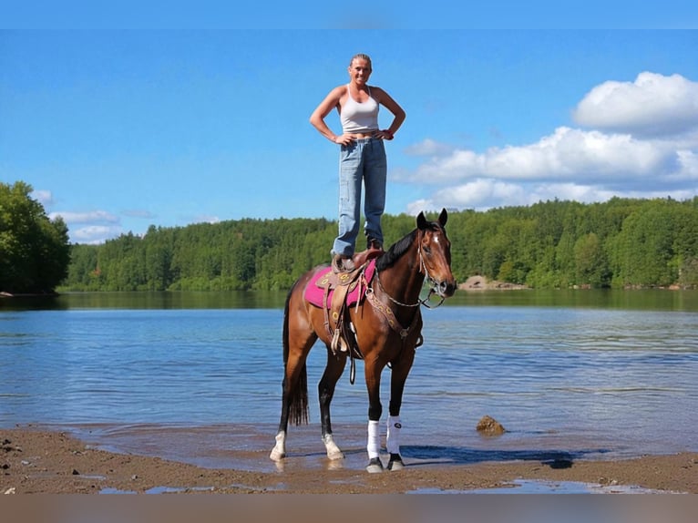 Autres races Hongre 7 Ans Bai cerise in Fort Collins Autres races Hongre 7 Ans Bai cerise in Fort Collins