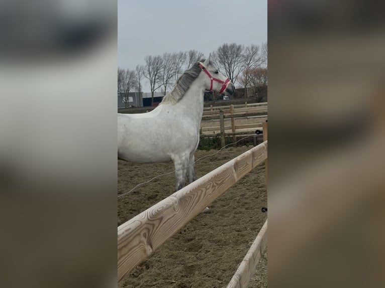 Autres races Croisé Hongre 7 Ans Blanc in Melsele