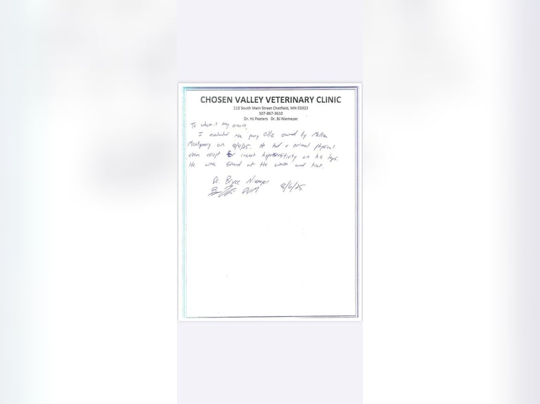 Autres races Hongre 7 Ans Noir in Rochester Autres races Hongre 7 Ans Noir in Rochester