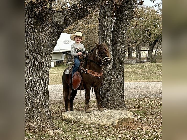 Autres races Hongre 8 Ans 112 cm Bai in Jacksboro