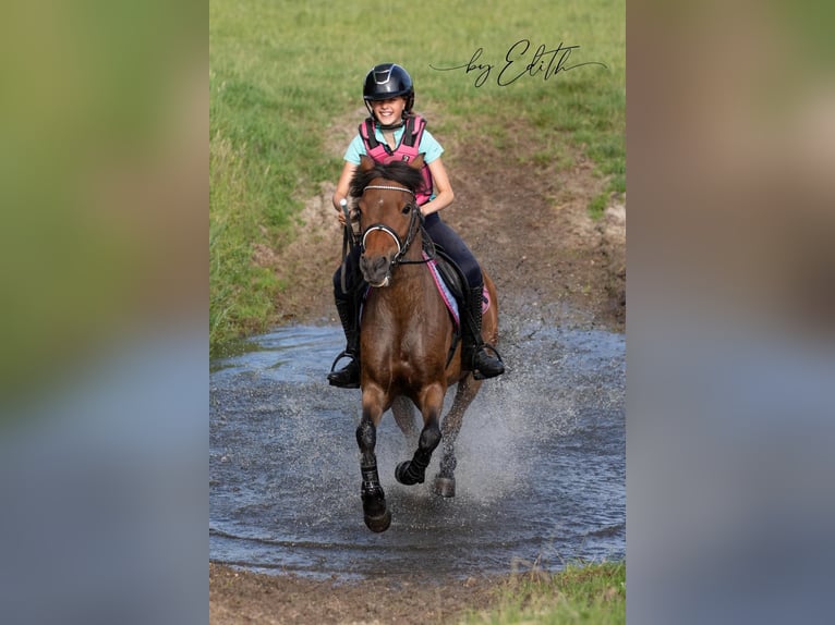 Autres races Hongre 8 Ans 129 cm Bai in Harlingen