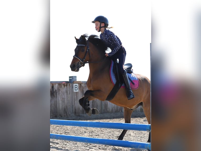 Autres races Hongre 8 Ans 129 cm Bai in Harlingen