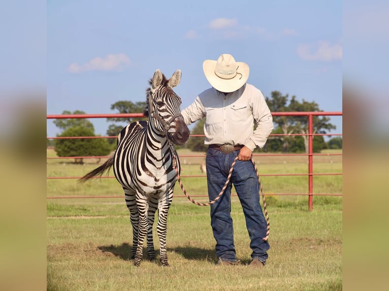 Autres races Hongre 8 Ans 132 cm in Grand Saline