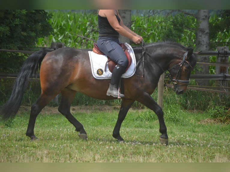 Autres races Hongre 8 Ans 140 cm Bai in Breda