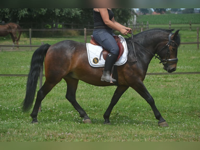 Autres races Hongre 8 Ans 140 cm Bai in Breda