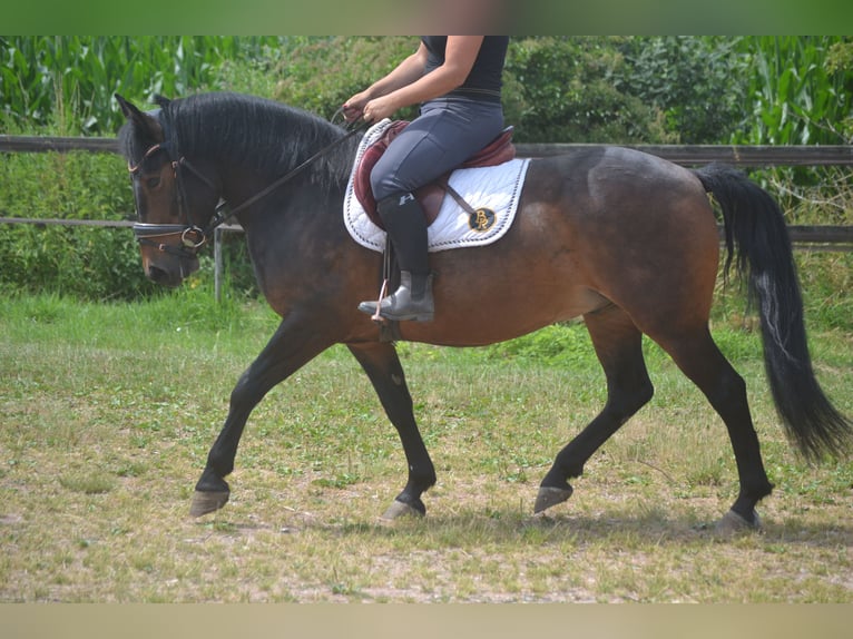 Autres races Hongre 8 Ans 140 cm Bai in Breda