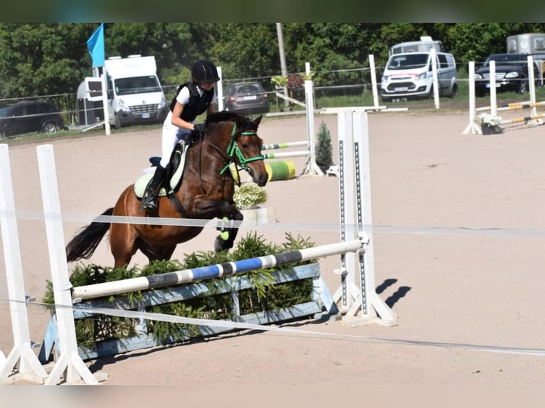 Autres races Hongre 8 Ans 140 cm in Tartu