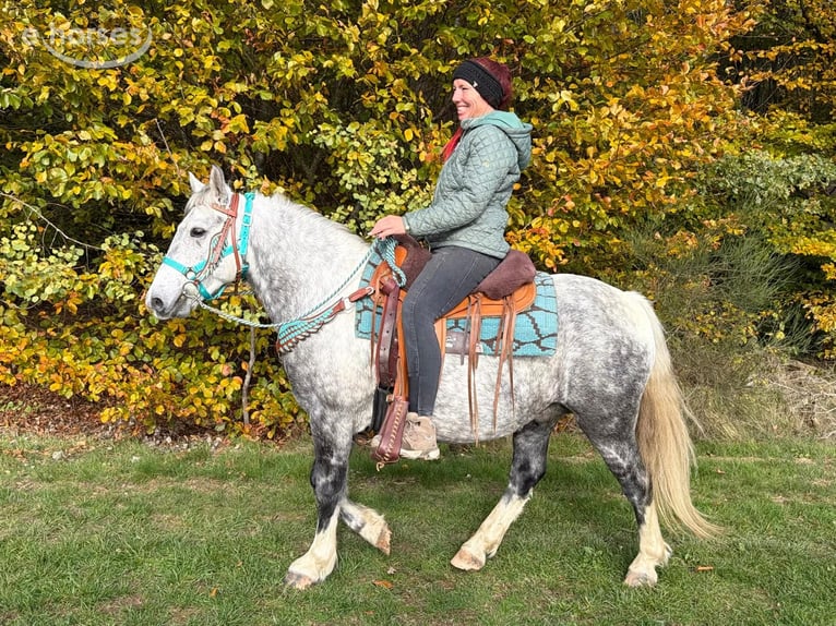 Autres races Hongre 8 Ans 142 cm Gris pommelé in Linkenbach