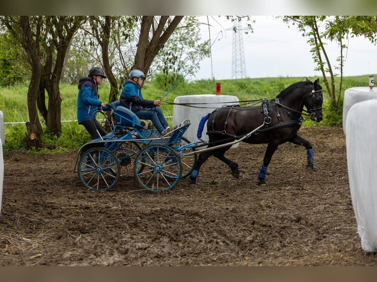Autres races Hongre 8 Ans 142 cm Noir in Abda