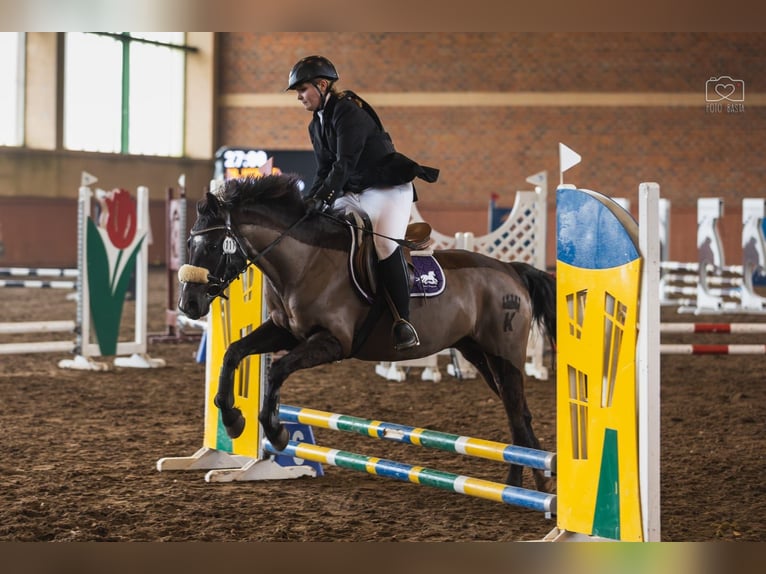 Autres races Hongre 8 Ans 143 cm Bai brun in Mieleszyn