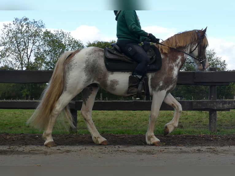 Autres races Hongre 8 Ans 145 cm Overo-toutes couleurs in Lathen