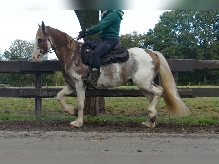 Autres races Hongre 8 Ans 145 cm Overo-toutes couleurs in Lathen