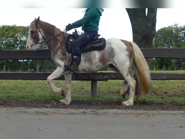 Autres races Hongre 8 Ans 145 cm Overo-toutes couleurs in Lathen