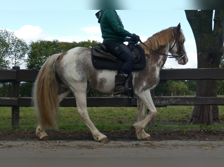 Autres races Hongre 8 Ans 145 cm Overo-toutes couleurs in Lathen