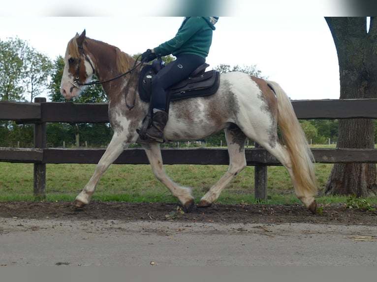 Autres races Hongre 8 Ans 145 cm Overo-toutes couleurs in Lathen