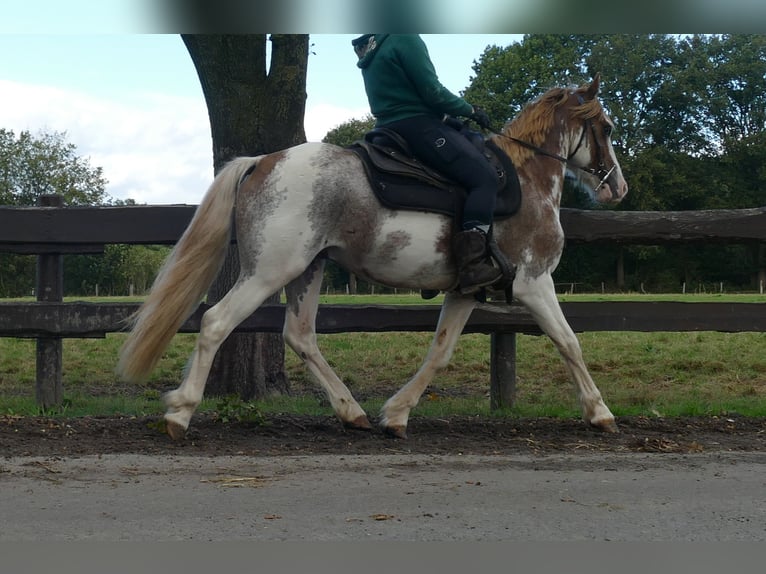 Autres races Hongre 8 Ans 145 cm Overo-toutes couleurs in Lathen