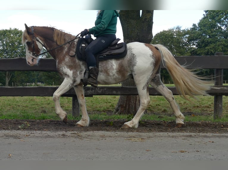 Autres races Hongre 8 Ans 145 cm Overo-toutes couleurs in Lathen