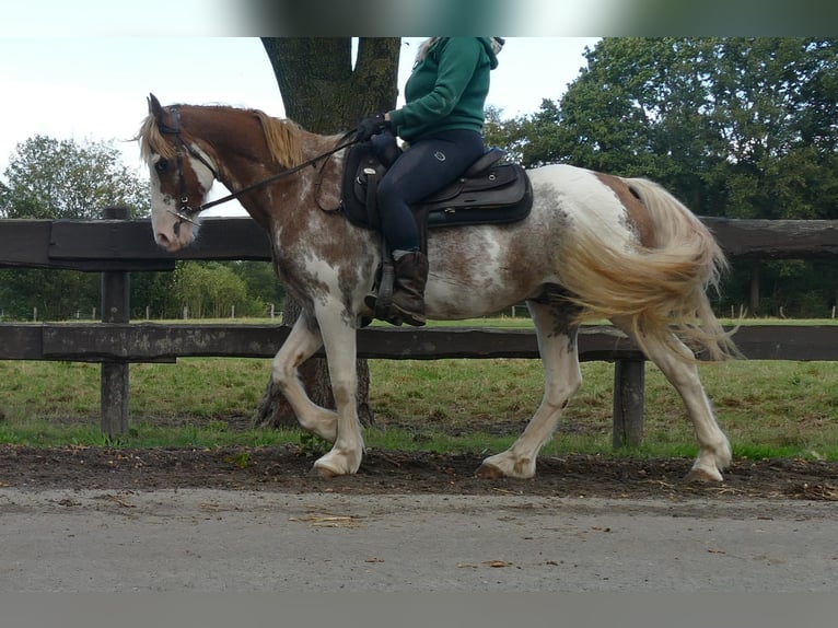 Autres races Hongre 8 Ans 145 cm Overo-toutes couleurs in Lathen