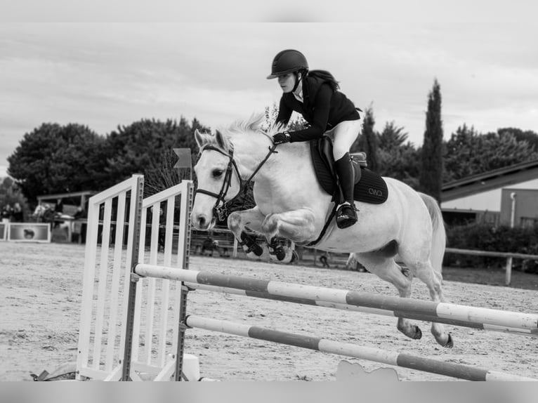 Autres races Croisé Hongre 8 Ans 147 cm Gris in Nîmes