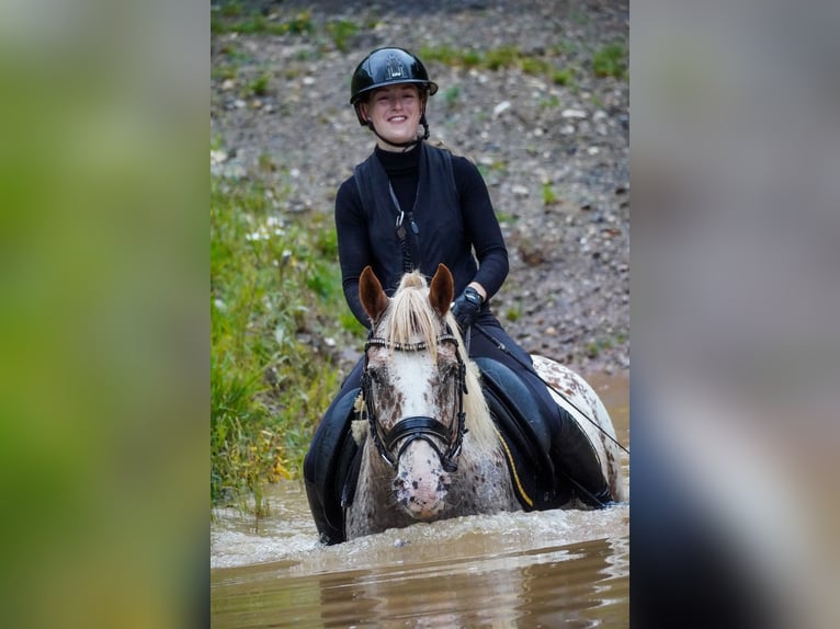 Autres races Hongre 8 Ans 147 cm Léopard in Nettersheim