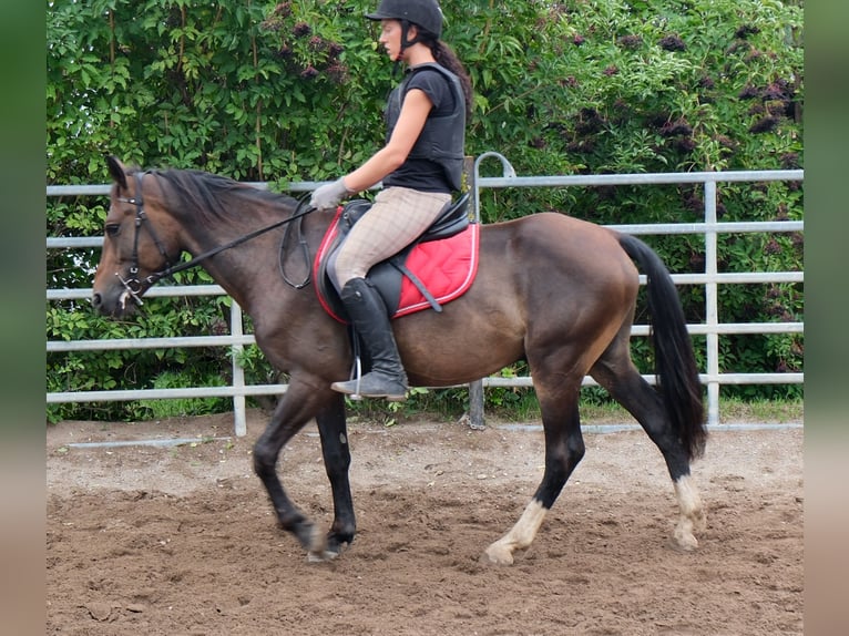 Autres races Hongre 8 Ans 148 cm Bai brun in Buttstädt