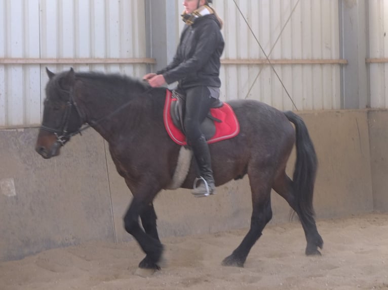 Autres races Hongre 8 Ans 148 cm Rouan Rouge in Buttstädt