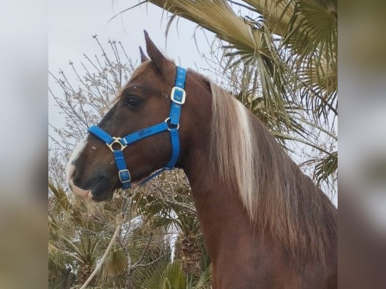 Autres races Croisé Hongre 8 Ans 149 cm Overo-toutes couleurs in MADRID