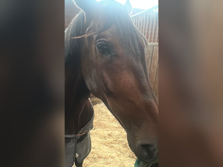 Autres races Croisé Hongre 8 Ans 152 cm Bai in Delbrück