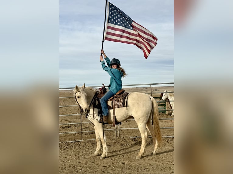 Autres races Hongre 8 Ans 152 cm Palomino in Fort Collins, CO