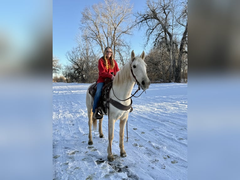 Autres races Hongre 8 Ans 152 cm Palomino in Fort Collins, CO