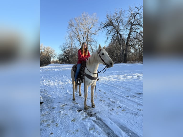 Autres races Hongre 8 Ans 152 cm Palomino in Fort Collins, CO