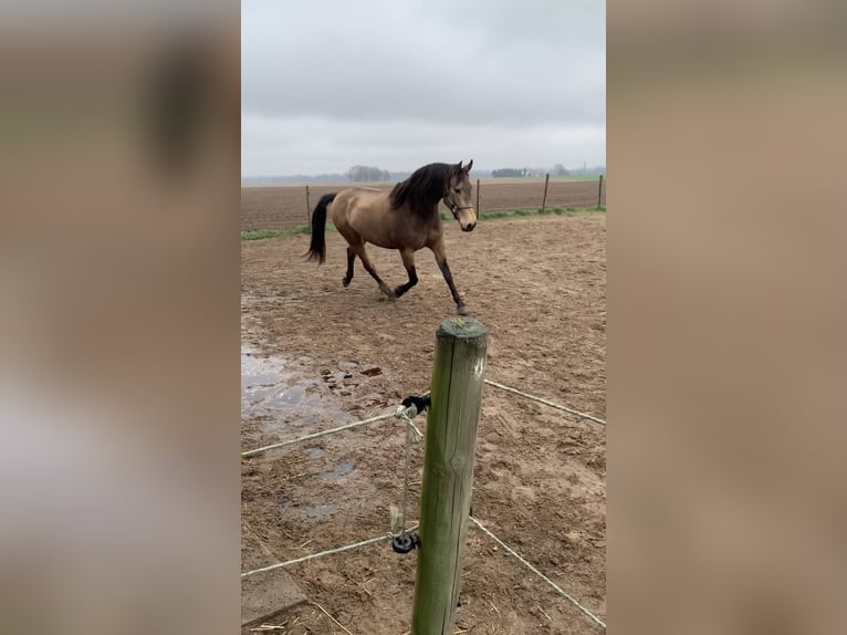 Autres races Hongre 8 Ans 153 cm Buckskin in Niederkr&#xFC;chten