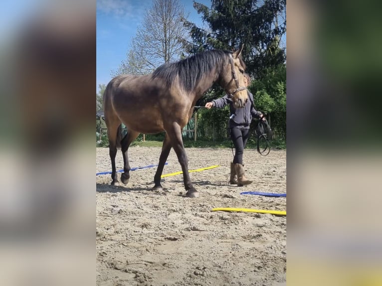 Autres races Hongre 8 Ans 153 cm Buckskin in Niederkr&#xFC;chten