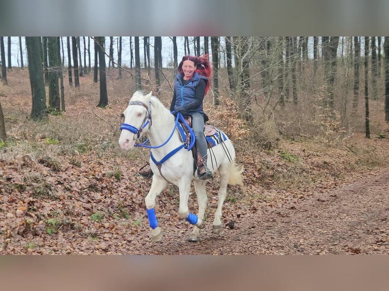 Autres races Hongre 8 Ans 153 cm Cremello in Linkenbach