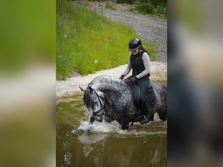 Autres races Hongre 8 Ans 157 cm Gris noir in Nettersheim
