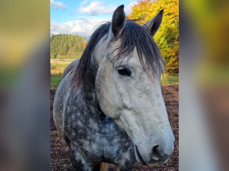 Autres races Croisé Hongre 8 Ans 158 cm Gris pommelé in Wellendingen