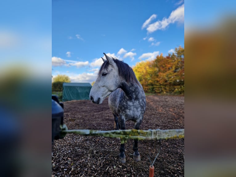 Autres races Croisé Hongre 8 Ans 158 cm Gris pommelé in Wellendingen