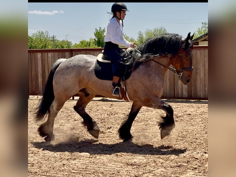 Autres races Hongre 8 Ans 163 cm Roan-Bay in Weatherford, TX