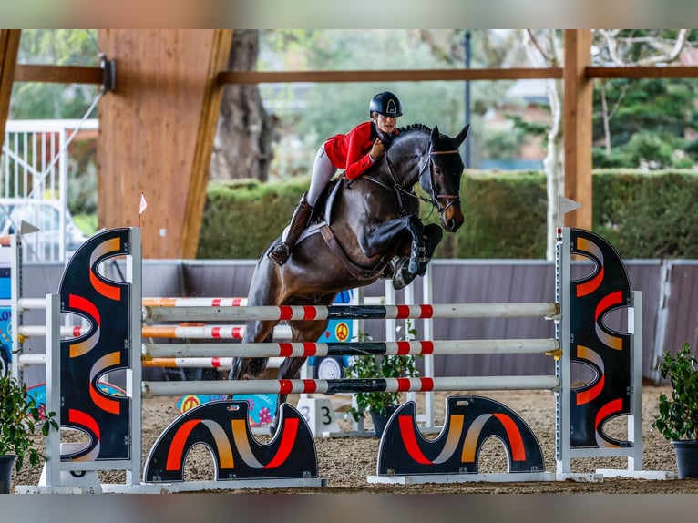 Autres races Croisé Hongre 8 Ans 170 cm Bai brun in Cuarte De Huerva