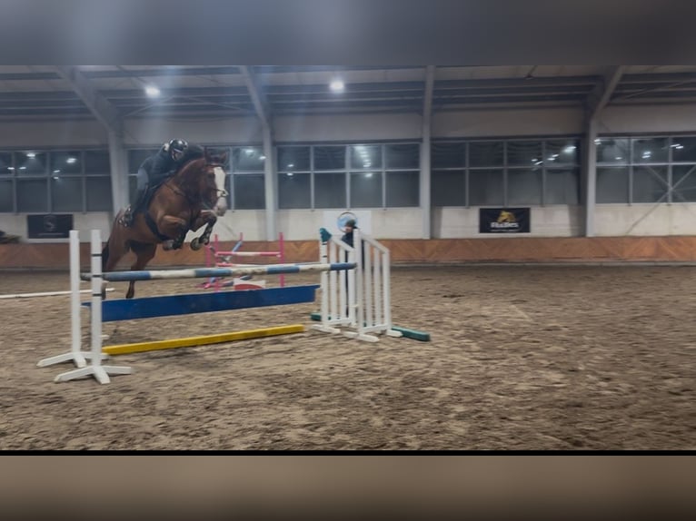 Autres races Hongre 8 Ans 176 cm Bai cerise in Kraków