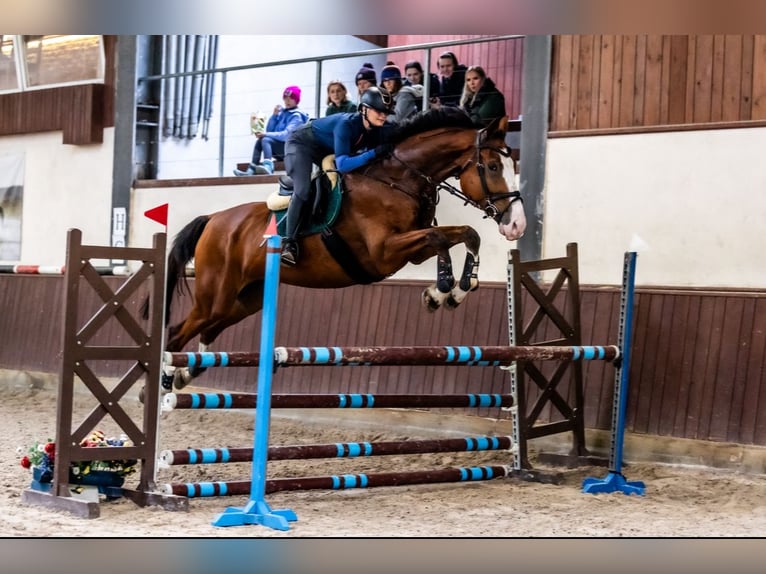 Autres races Hongre 8 Ans 176 cm Bai cerise in Kraków