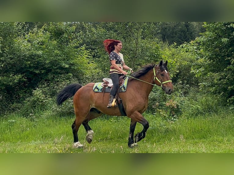 Autres races Hongre 8 Ans 177 cm Bai in Linkenbach