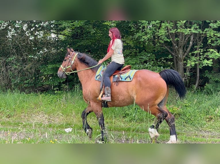 Autres races Hongre 8 Ans 177 cm Bai in Linkenbach
