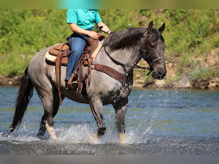 Autres races Hongre 8 Ans Rouan Bleu in Clarion