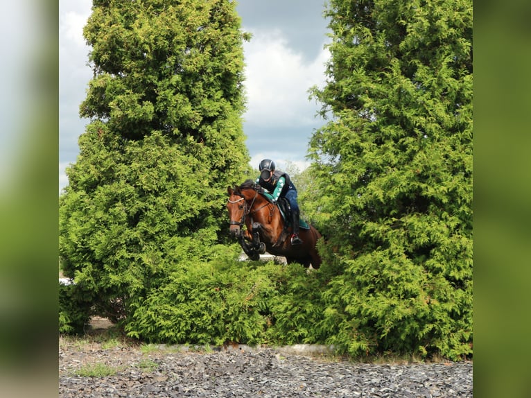 Autres races Hongre 9 Ans 143 cm in Waddinxveen