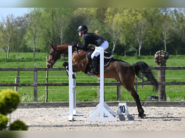 Autres races Hongre 9 Ans 143 cm in Waddinxveen