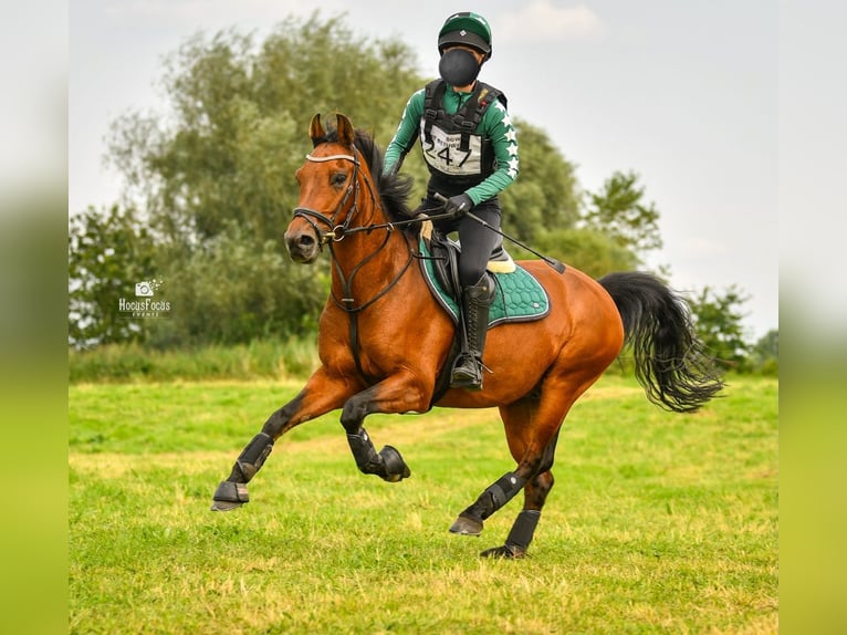 Autres races Hongre 9 Ans 143 cm in Waddinxveen