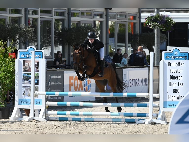 Autres races Hongre 9 Ans 143 cm in Waddinxveen