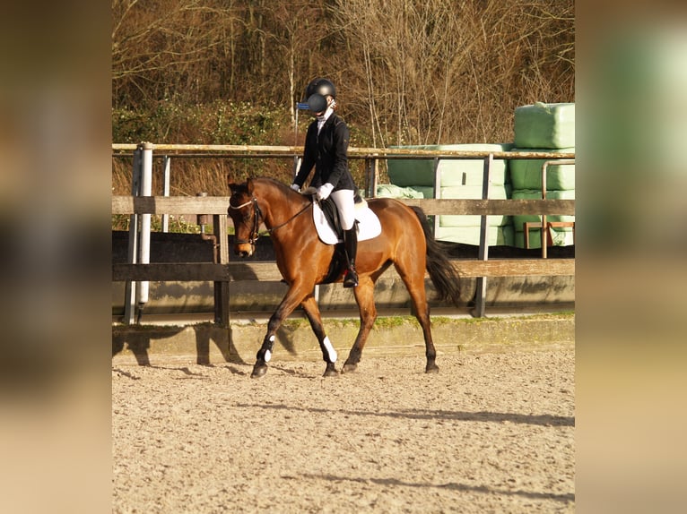 Autres races Hongre 9 Ans 143 cm in Waddinxveen