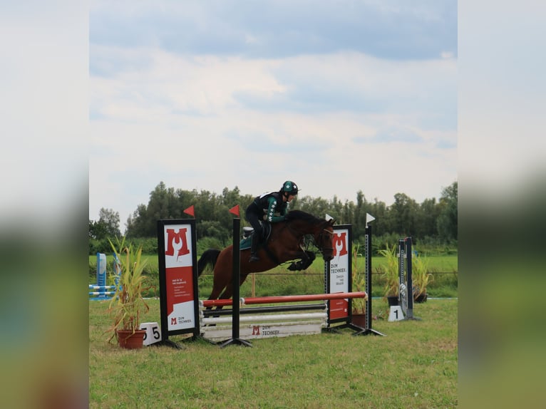 Autres races Hongre 9 Ans 143 cm in Waddinxveen